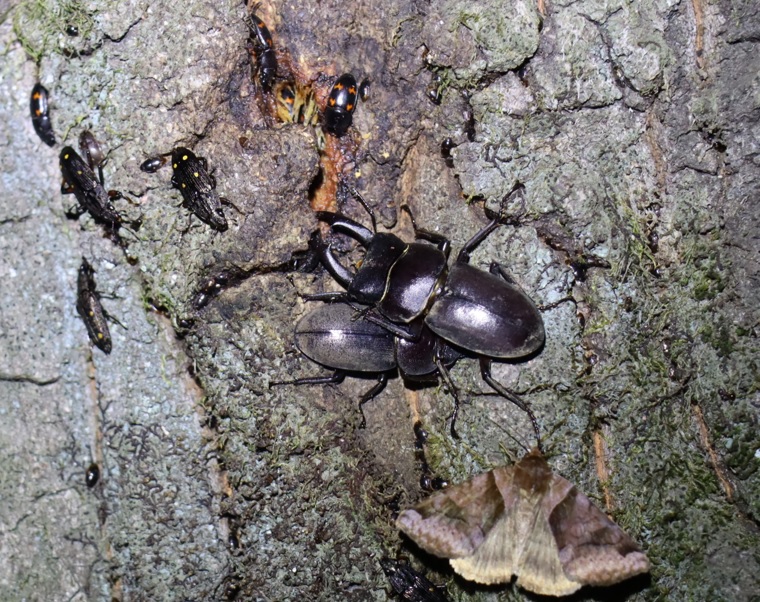樹液に集まる コクワガタ1♂1♀_住宅脇の昆虫達の飲み屋のクヌギ_2023年5月3日19時10分気温18.5度